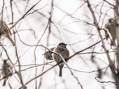 Small sparrow sits on the drying tree branch without leaves during fall season and looking for some food. Fall and first snow with animals. Bird living in city park. Urban birds.