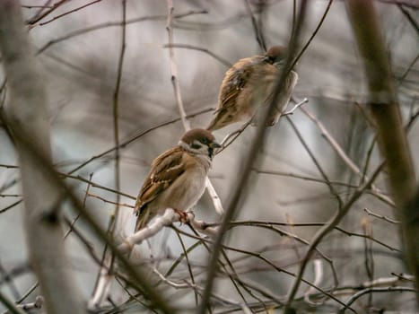 Small sparrow sits on the drying tree branch without leaves during fall season and looking for some food. Fall and first snow with animals. Bird living in city park. Urban birds.