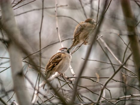 Small sparrow sits on the drying tree branch without leaves during fall season and looking for some food. Fall and first snow with animals. Bird living in city park. Urban birds.