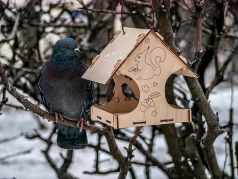 Photography of a beautiful urban gray dove near a feeder. Concept of the caring about the wild animals. Natural background of trees silhouettes and sky. Animal theme.