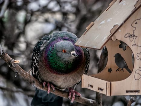 Photography of a beautiful urban gray dove near a feeder. Concept of the caring about the wild animals. Natural background of trees silhouettes and sky. Animal theme.