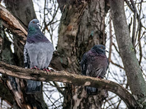 a grey pigeon sits on a dry branch of a leafless tree in the autumn season and looks for some food. Autumn and the first snow with animals. A bird living in a city park. Urban birds.