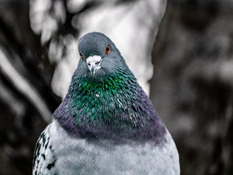 Close up view of the head of rock pigeon