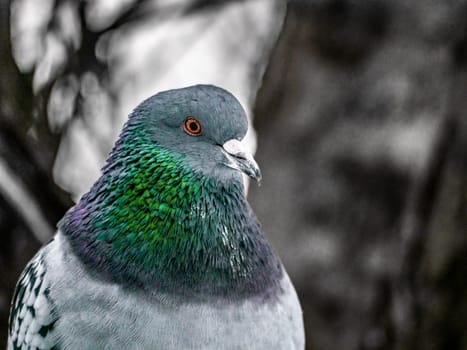 Close up view of the head of rock pigeon