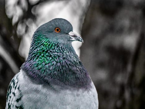 Close up view of the head of rock pigeon