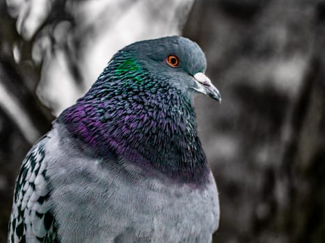 Close up view of the head of rock pigeon