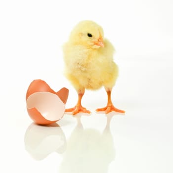 Newborn, chicken and egg in studio with isolated on white background, cute and small animal in yellow. Baby, chick and nurture for farming in agriculture, nature and livestock for sustainability.