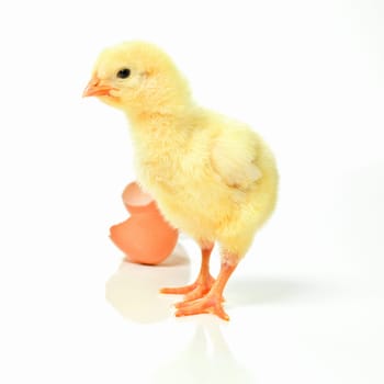 Newborn, chick and egg in studio with isolated on white background, cute and small animal in yellow. Baby, chicken and nurture for farming in agriculture, nature and livestock for sustainability.