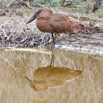 Bird, wetland and stand in natural habitat for conservation, ecosystem and environment for wildlife. Hammerhead or hamerkop, Africa and river in Madagascar, nature and feathered animal in lake