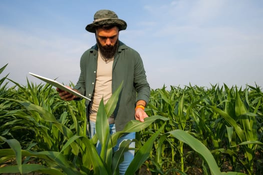 Portrait of farmer who is cultivating corn. He is examining progress of plants. Agricultural occupation.