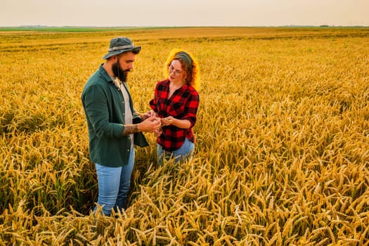 Family agricultural occupation. Man and woman are cultivating wheat. They are examining progress of plants.