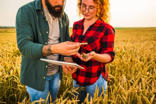 Family agricultural occupation. Man and woman are cultivating wheat. They are examining progress of plants.