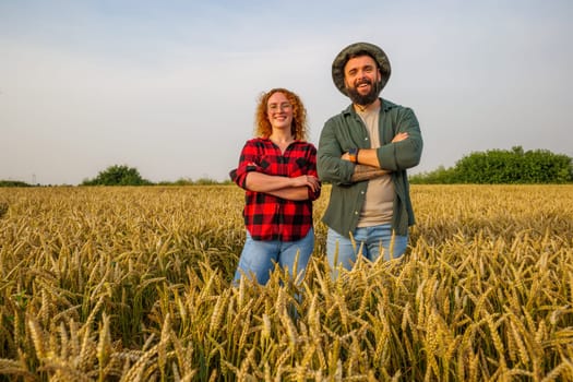 Family agricultural occupation. Man and woman are cultivating wheat. They are examining progress of plants.