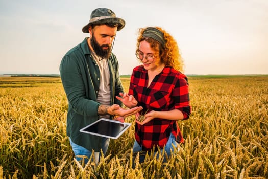 Family agricultural occupation. Man and woman are cultivating wheat. They are examining progress of plants.