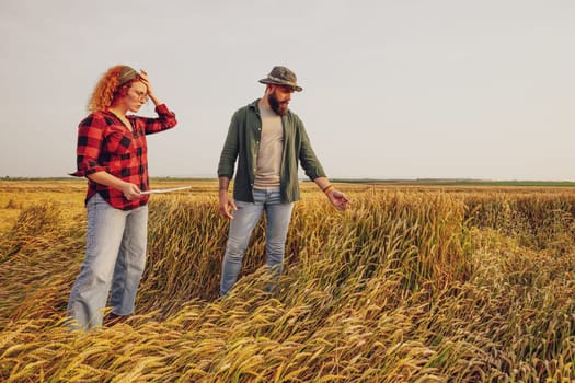 Farmers are cultivating wheat. They are displeased because too much rain destroyed this year's wheat crop. They assess the damage.