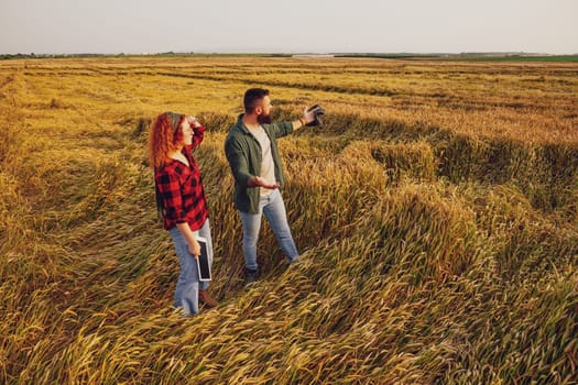 Farmers are cultivating wheat. They are displeased because too much rain destroyed this year's wheat crop. They assess the damage.