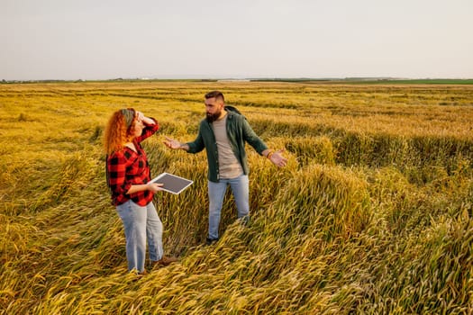 Farmers are cultivating wheat. They are displeased because too much rain destroyed this year's wheat crop. They assess the damage.