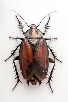 a cockroach highlighted on a white background. Disgusting insect.