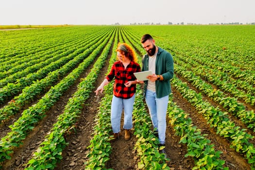 Family agricultural occupation. Man and woman are cultivating soybean. They are examining the progress of plants.