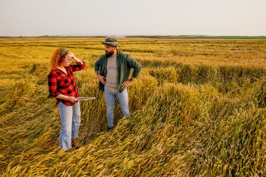 Farmers are cultivating wheat. They are displeased because too much rain destroyed this year's wheat crop. They assess the damage.