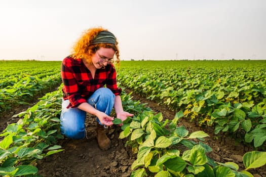 Portrait of female farmer who is cultivating soybean. She is examining the progress of plants. Agricultural occupation.