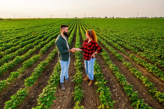 Family agricultural occupation. Man and woman are cultivating soybean. They are satisfied with good progress of plants.