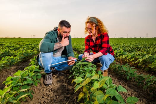 Family agricultural occupation. Man and woman are cultivating soybean. They are examining the progress of plants.