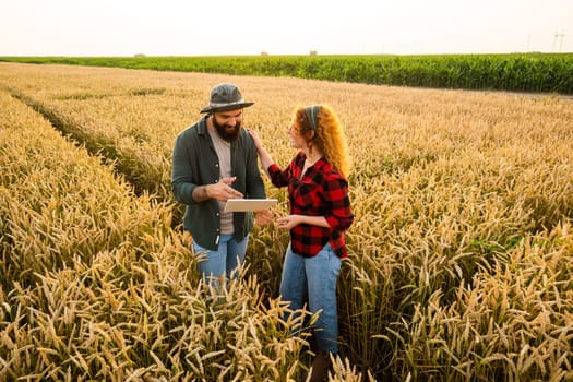 Family agricultural occupation. Man and woman are cultivating wheat. They are examining progress of plants.