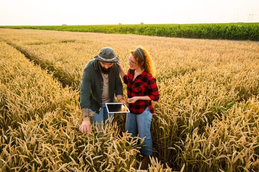 Family agricultural occupation. Man and woman are cultivating wheat. They are examining progress of plants.