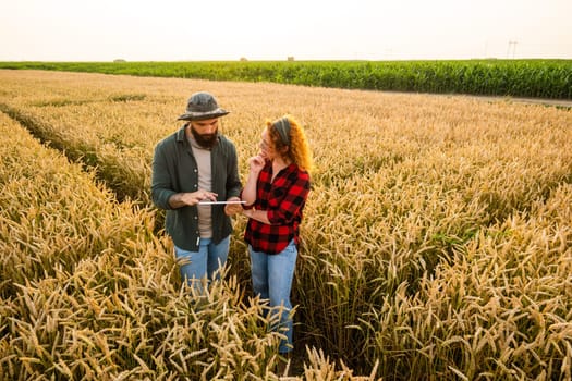 Family agricultural occupation. Man and woman are cultivating wheat. They are examining progress of plants.