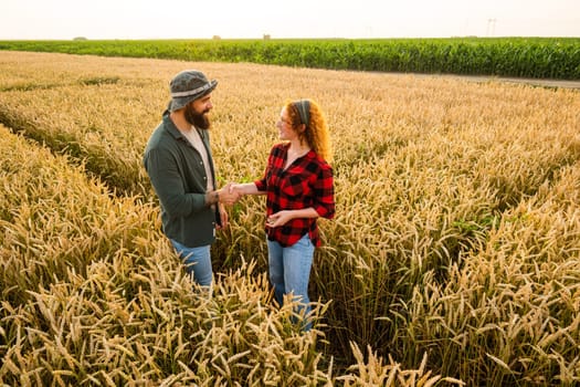 Family agricultural occupation. Man and woman are cultivating wheat. They are examining progress of plants.