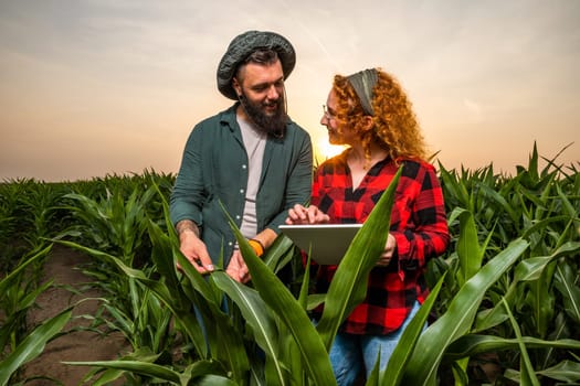 Family agricultural occupation. Man and woman are cultivating corn. They are satisfied with good progress of plants.