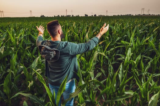 Portrait of farmer who is cultivating corn. He is satisfied with good progress of plants. Agricultural occupation.