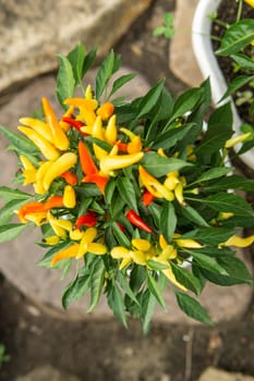 Growing pepper in a pot in the yard of a country house. Gardening and country life