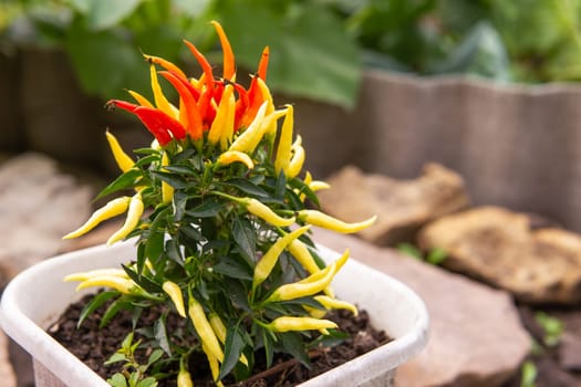Growing pepper in a pot in the yard of a country house. Gardening and country life