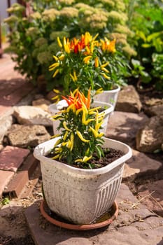 Growing pepper in a pot in the yard of a country house. Gardening and country life