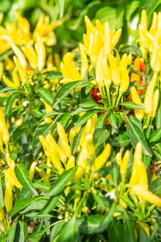 Growing pepper in a pot in the yard of a country house. Gardening and country life