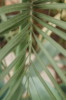 Palm leaf close-up. Greenhouse with a large variety of green plants. The concept of planting crops in spring.