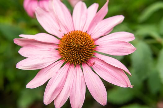 Beautiful daisies growing in the garden. Gardening concept, close-up. The flower is pollinated by a bumblebee