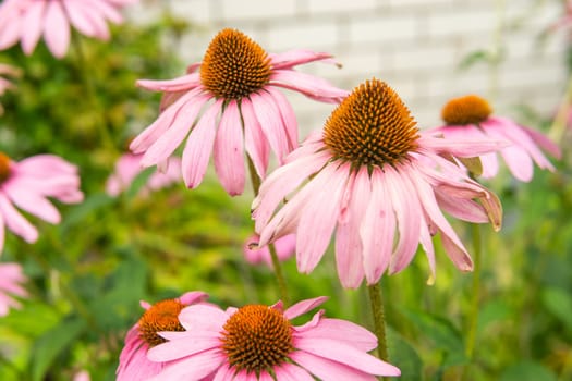 Beautiful daisies growing in the garden. Gardening concept, close-up. The flower is pollinated by a bumblebee