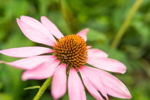 Beautiful daisies growing in the garden. Gardening concept, close-up. The flower is pollinated by a bumblebee