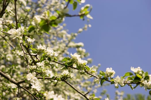 An apple tree in a blooming park, the general plan.Blooming branches of an apple tree with white flowers, a background of spring nature.
