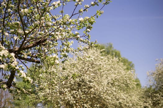 An apple tree in a blooming park, the general plan.Blooming branches of an apple tree with white flowers, a background of spring nature.