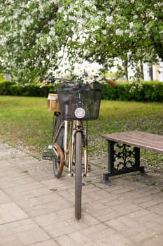 A beautiful retro bike with a wicker basket stands next to a blooming apple tree in the park