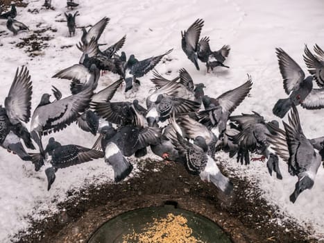 Pigeons eat scattered seeds. Feeding a flock of pigeons. City birds. Selective soft focus