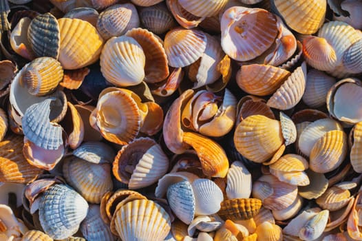 Shell Coast. Close-up of small seashells on the seashore. Sea background with sunset light.