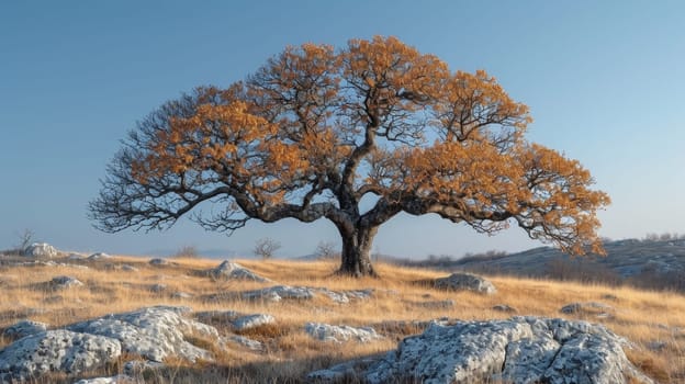 A lonely tree in autumn.