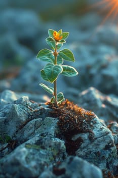 The sprout of the future tree makes its way through the rocky surface in the mountains. The concept of life and growth, despite the difficulties.