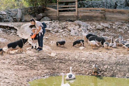 Mother and little girl feeding black pygmy pigs on the shore of a pond with geese. High quality photo