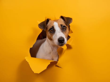 Funny dog jack russell terrier leans out of a hole in a paper orange background